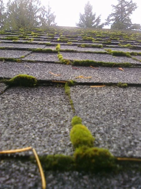 North West Roof Moss